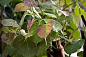 FICUS RELIGIOSA , PEEPUL TREE