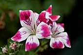 PELARGONIUM BEROMUNSTER