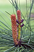 PINUS PONDEROSA, WESTERN YELLOW PINE