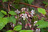 PRUNUS DIELSIANA