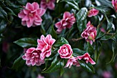 CAMELLIA JAPONICA