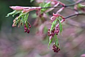 ACER PALMATUM DISSECTUM