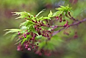 ACER PALMATUM SANGO-KAKU