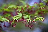 ACER PALMATUM SANGO-KAKU