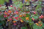 EPIMEDIUM x WARLEYENSE