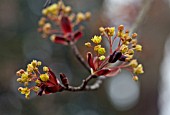 ACER PLATANOIDES CRIMSON KING