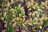 SALIX HASTATA WEHRHANII