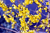 FORSYTHIA X INTERMEDIA