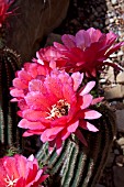 ECHINOPSIS HUASCHA VAR. RUBRIFLORA