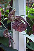 ARISTOLOCHIA