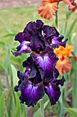 IRIS BALTIC STAR