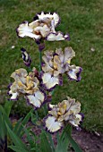 IRIS OMINOUS STRANGER