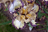 IRIS OMINOUS STRANGER