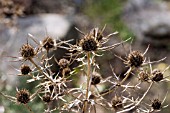 ERYNGIUM X TRIPARTITUM,  SEA HOLLY SEED HEADS