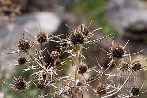 ERYNGIUM_X_TRIPARTITUM__SEA_HOLLY_SEED_HEADS