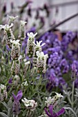 LAVANDULA STOECHAS SNOWMAN