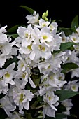 DENDROBIUM SPRING DREAM APOLLON