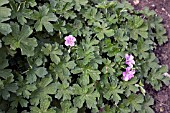 GERANIUM X RIVERSLEAIANUM MAVIS SIMPSON