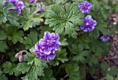 GERANIUM HIMALAYENSE PLENUM