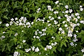 GERANIUM PRATENSE F. ALBIFLORUM