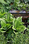 VERATRUM ALBUM