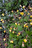 GEUM BORISII