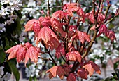 ACER PSEUDOPLATANUS BRILLIANTISSIMUM