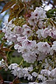 PRUNUS FRAGRANT CLOUD