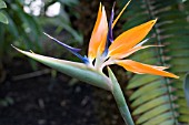 STRELIZIA REGINAE,  BIRD OF PARADISE