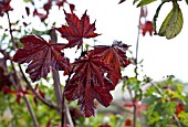 ACER CRIMSON KING