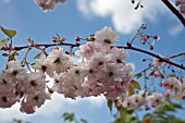 PRUNUS PINK PARASOL