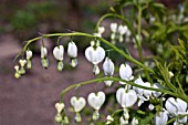 DICENTRA SPECTABILIS ALBA