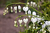 DICENTRA SPECTABILIS ALBA