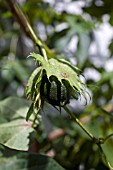 GOSSYPIUM, COTTON