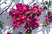 BOUGAINVILLEA SP.