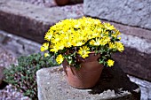 DELOSPERMA CONGESTUM