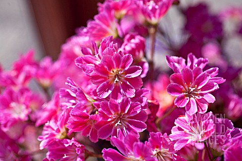 LEWISIA_COTYLEDON_ASHWOOD_STRAIN