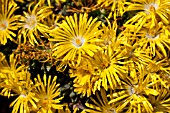 DELOSPERMUM CONGESTUM GOLDEN NUGGET