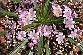 LEWISIA ASHWOOD CAROUSEL HYBRID