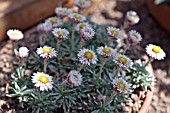 HELICHRYSUM ARWAE