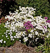 RHODODENDRON WHITE LADY