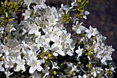 RHODODENDRON WHITE LADY