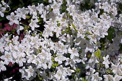 RHODODENDRON_WHITE_LADY