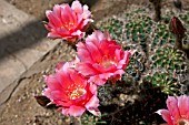 ECHINOPSIS ABANCAY