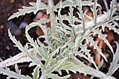 CYNARA CARDUNCULUS,  CARDOON LEAVES