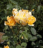 ROSA MOLINEUX