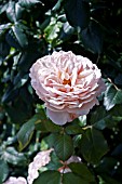 ROSA A SHROPSHIRE LAD