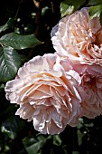 ROSA A SHROPSHIRE LAD