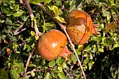 PUNICA GRANATUM, POMEGRANATE