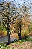 BETH CHATTOS GARDEN IN WINTER